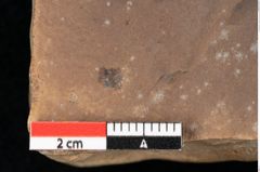 Foto (Detailansicht) von Sparganium acheronticum Unger (NHMW-GEO-2024-0188-0439)